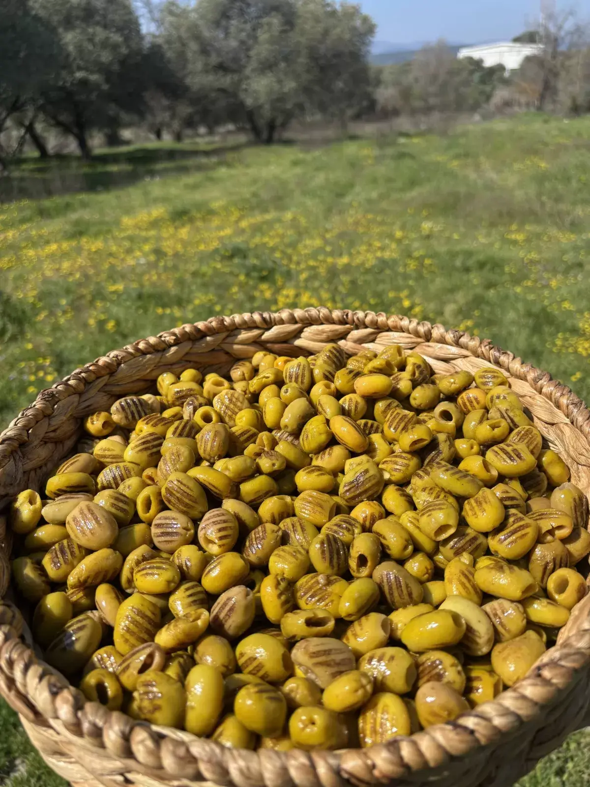 Izgara Yeşil Zeytin Dökme Kg