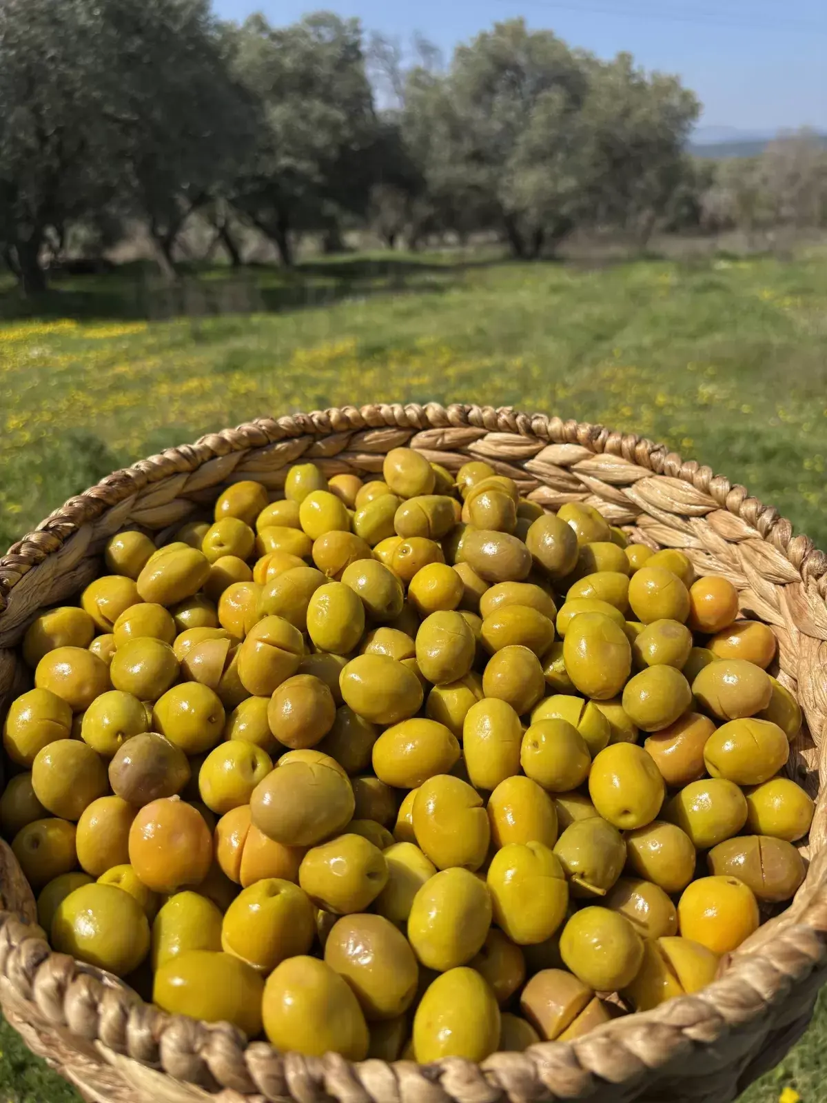 Jumbo Boy Kokteyl Kırma Yeşil Zeytin Dökme Kg